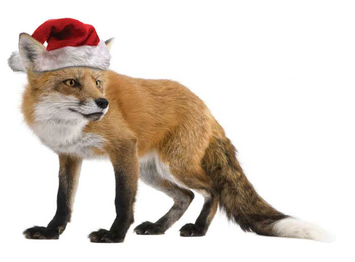 ChristmasFox