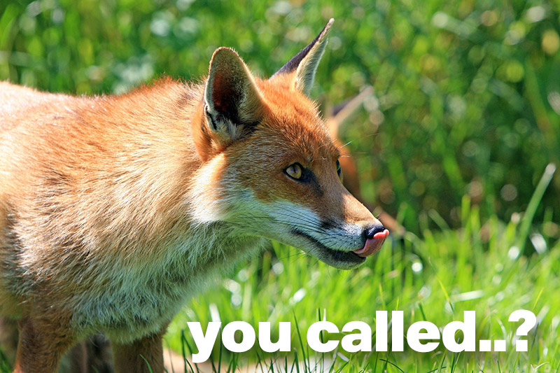 youcalled